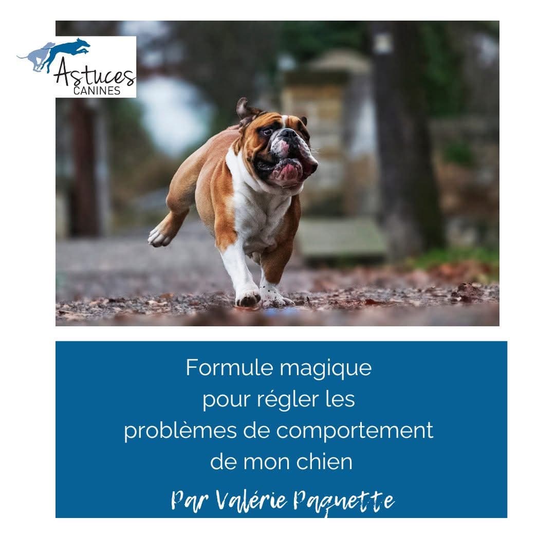Formule magique pour régler les comportements canins - Certificat 1