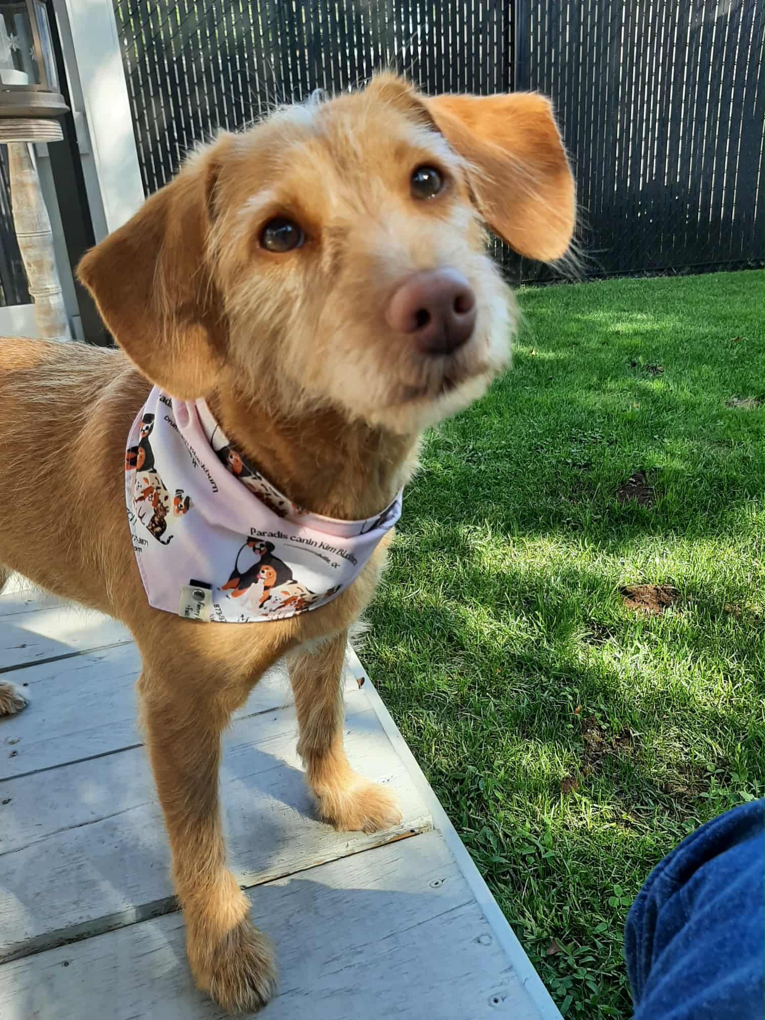 Toilettage & tonte du chien - Image 1