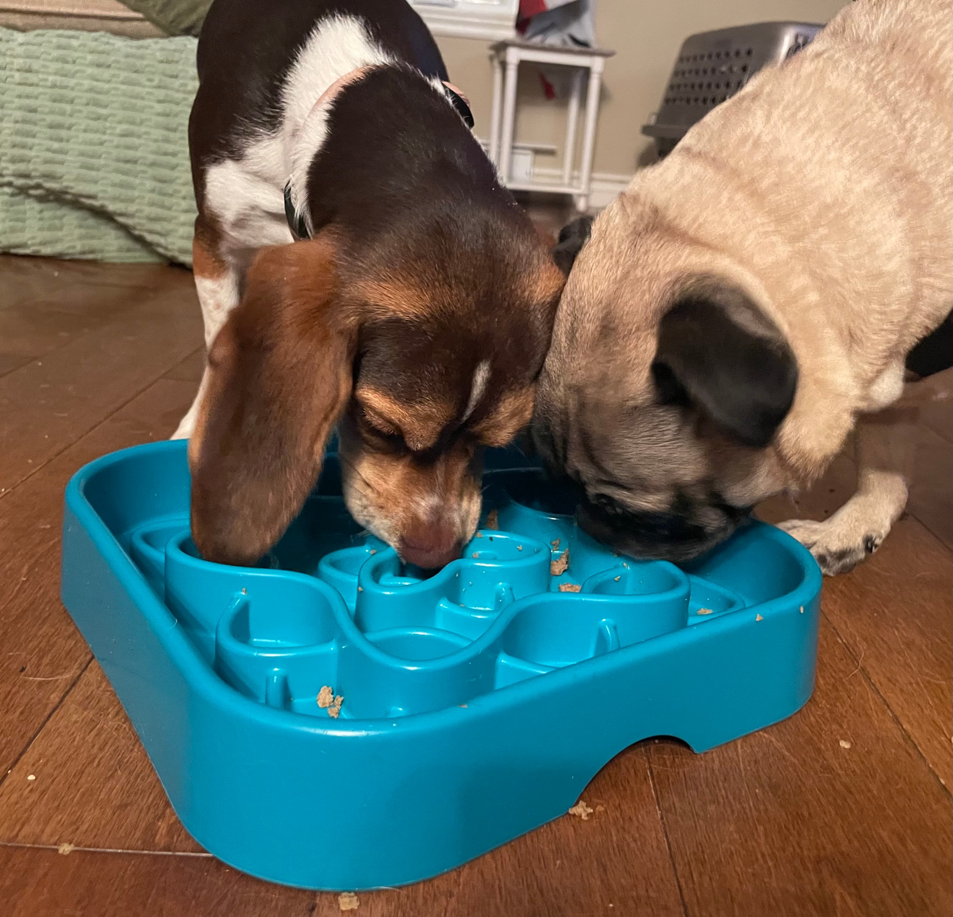 Garderie pour une après-midi – chiens