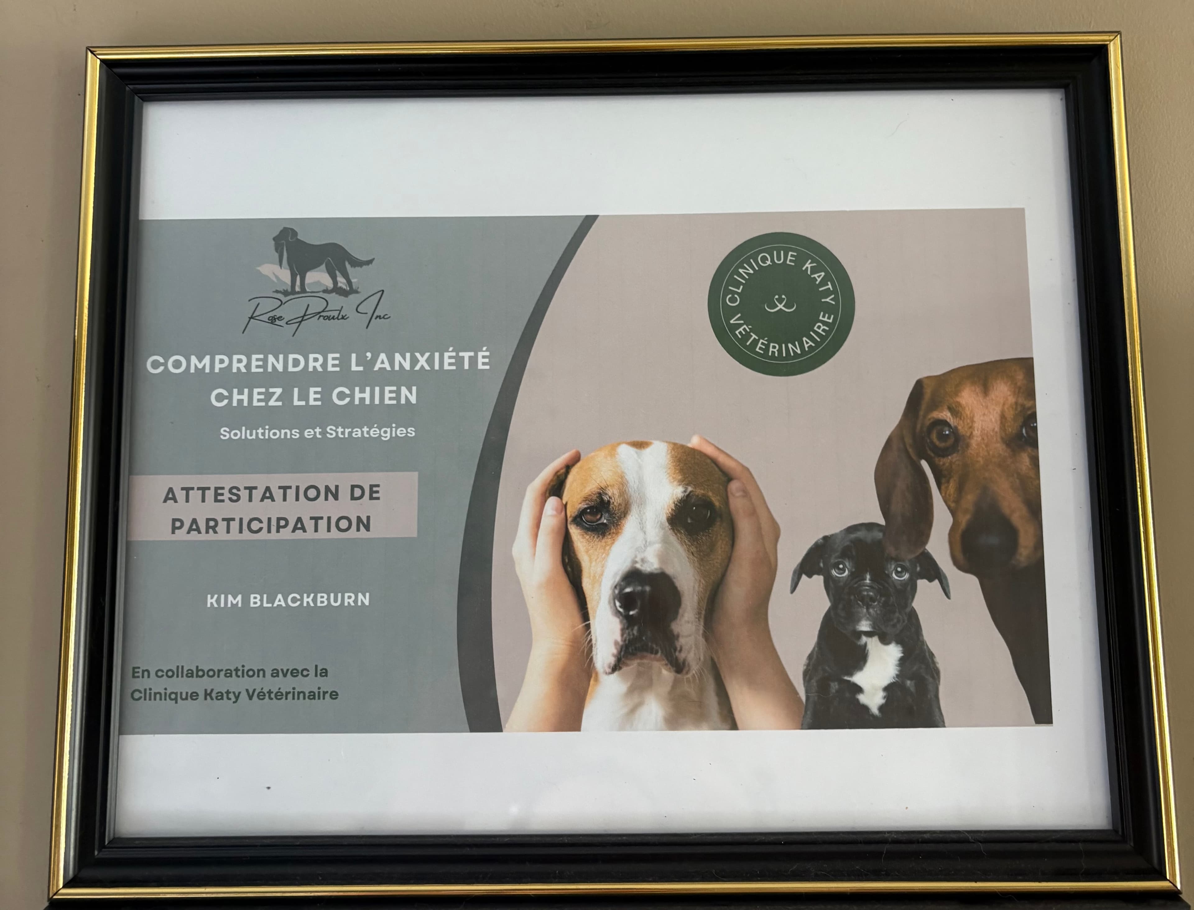 Comprendre l'anxiété chez le chien - Certificat 1