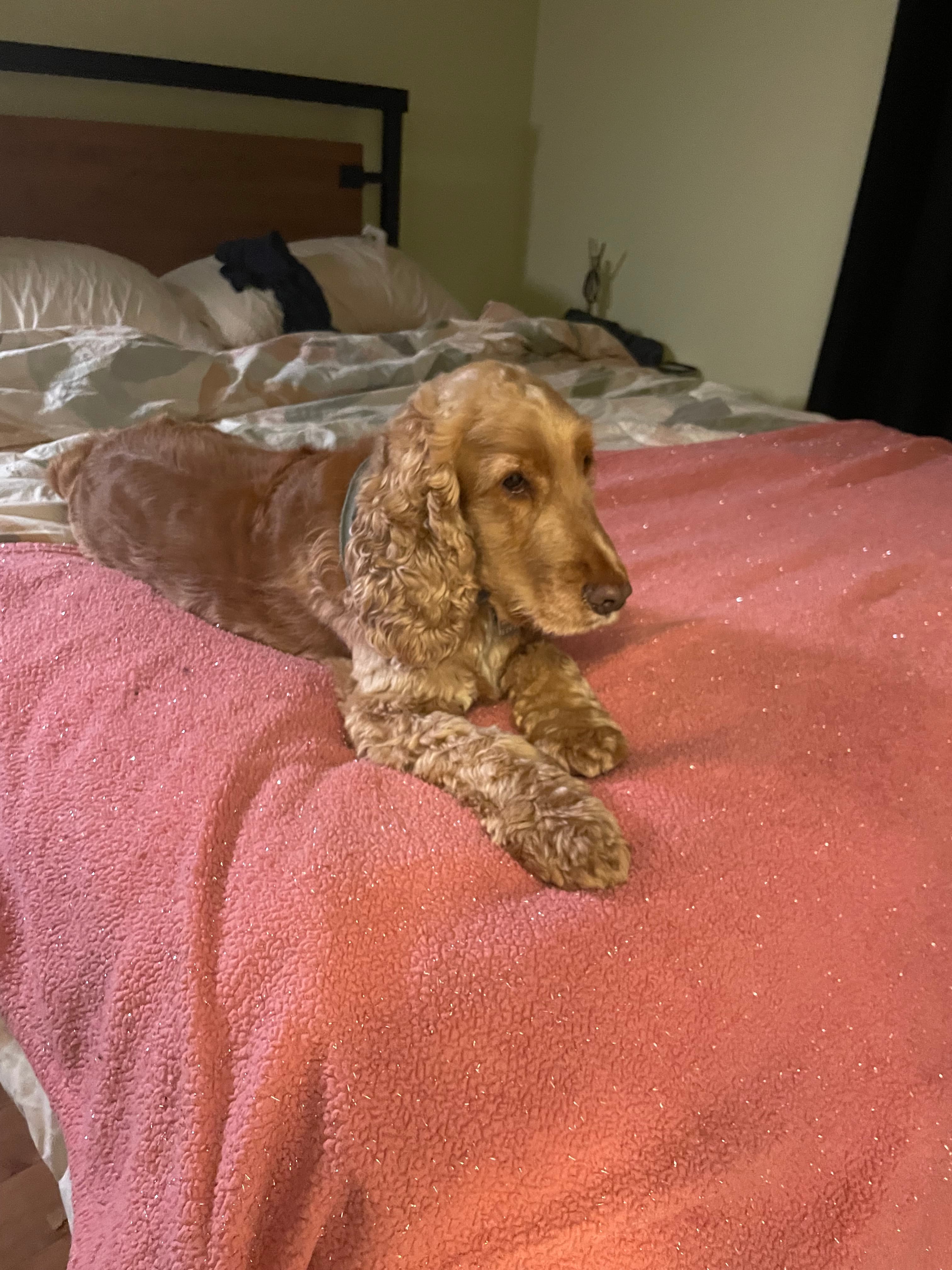 Séjour en hébergement – chiens - Image 2