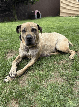 Henri, le chien de Kim