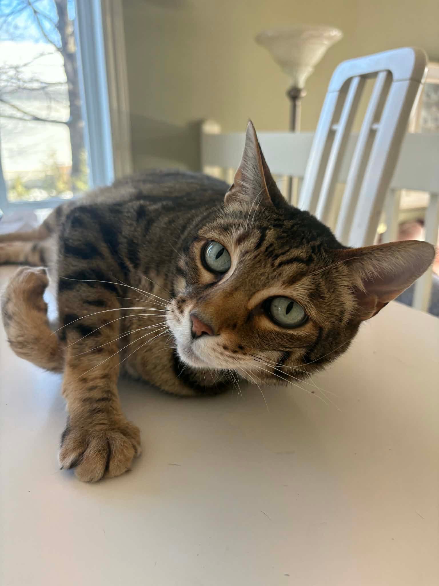 Séjour en hébergement – chats - Image 1