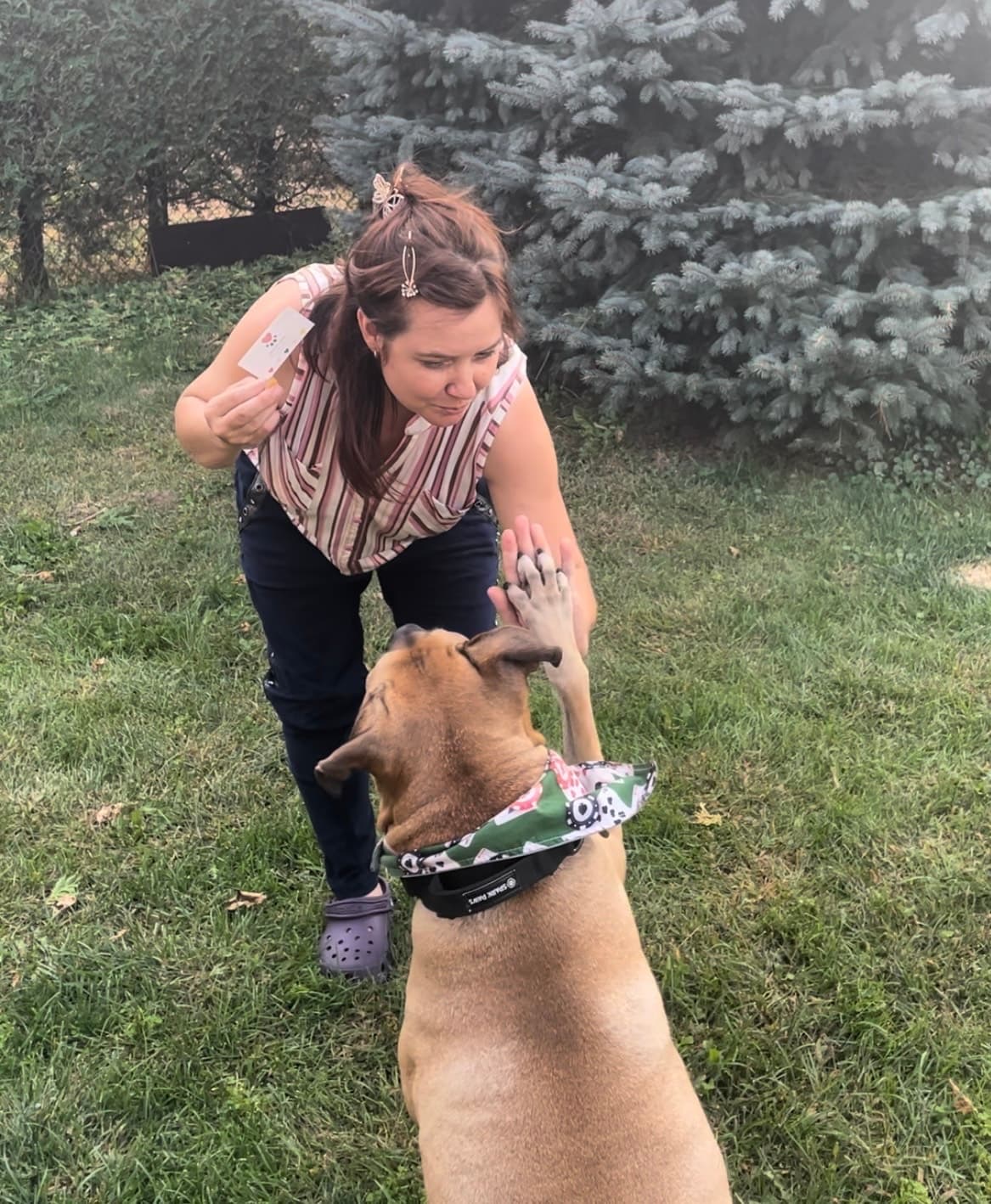 Dressage & éducation canine - Image 1