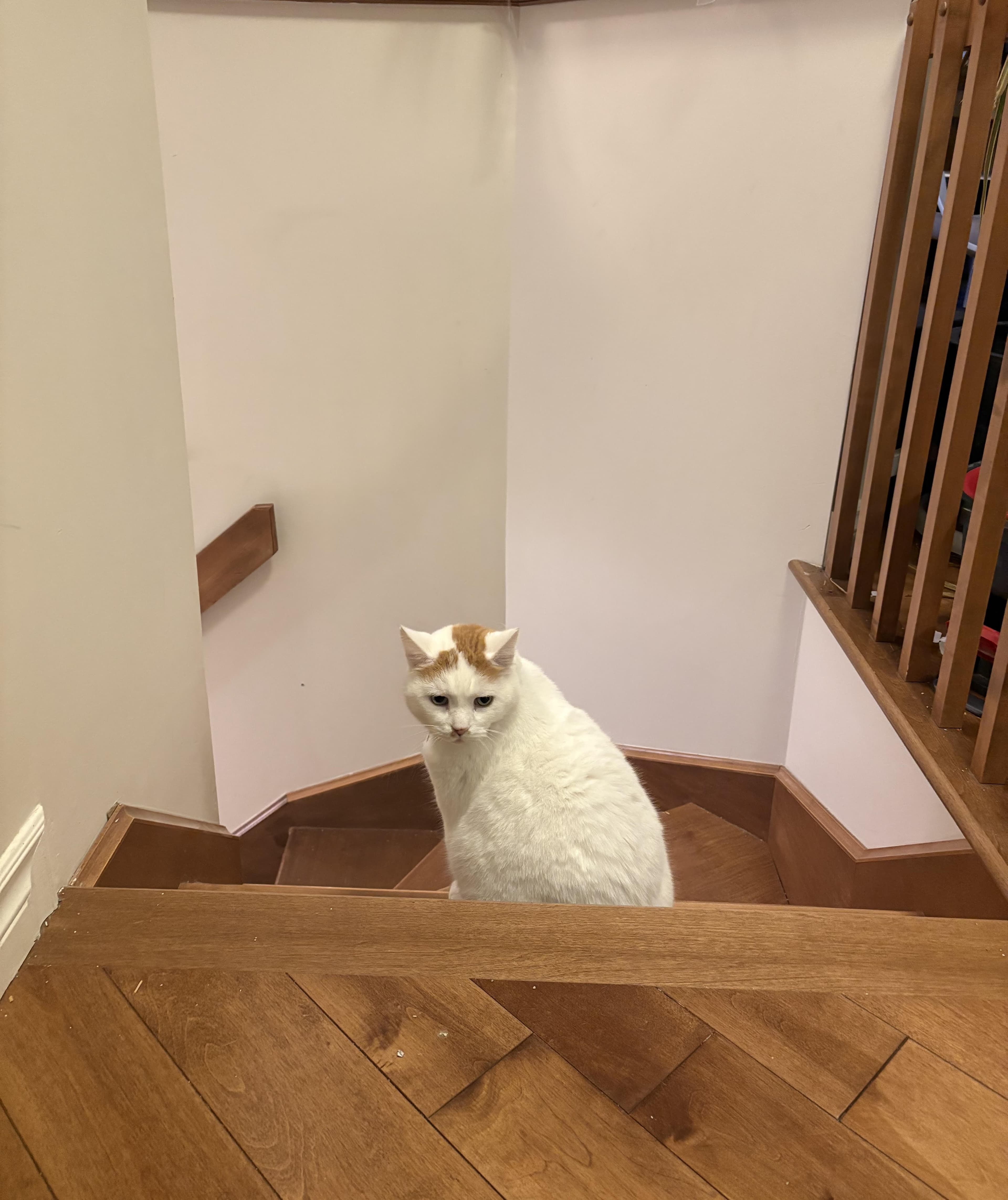 Séjour en hébergement – chats - Image 3