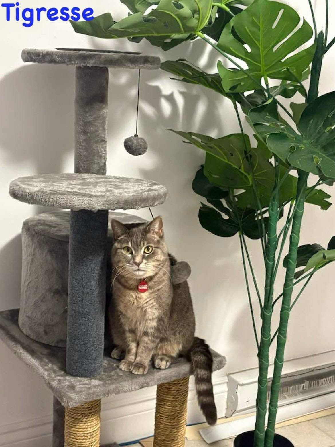 Séjour en hébergement – chats - Image 2