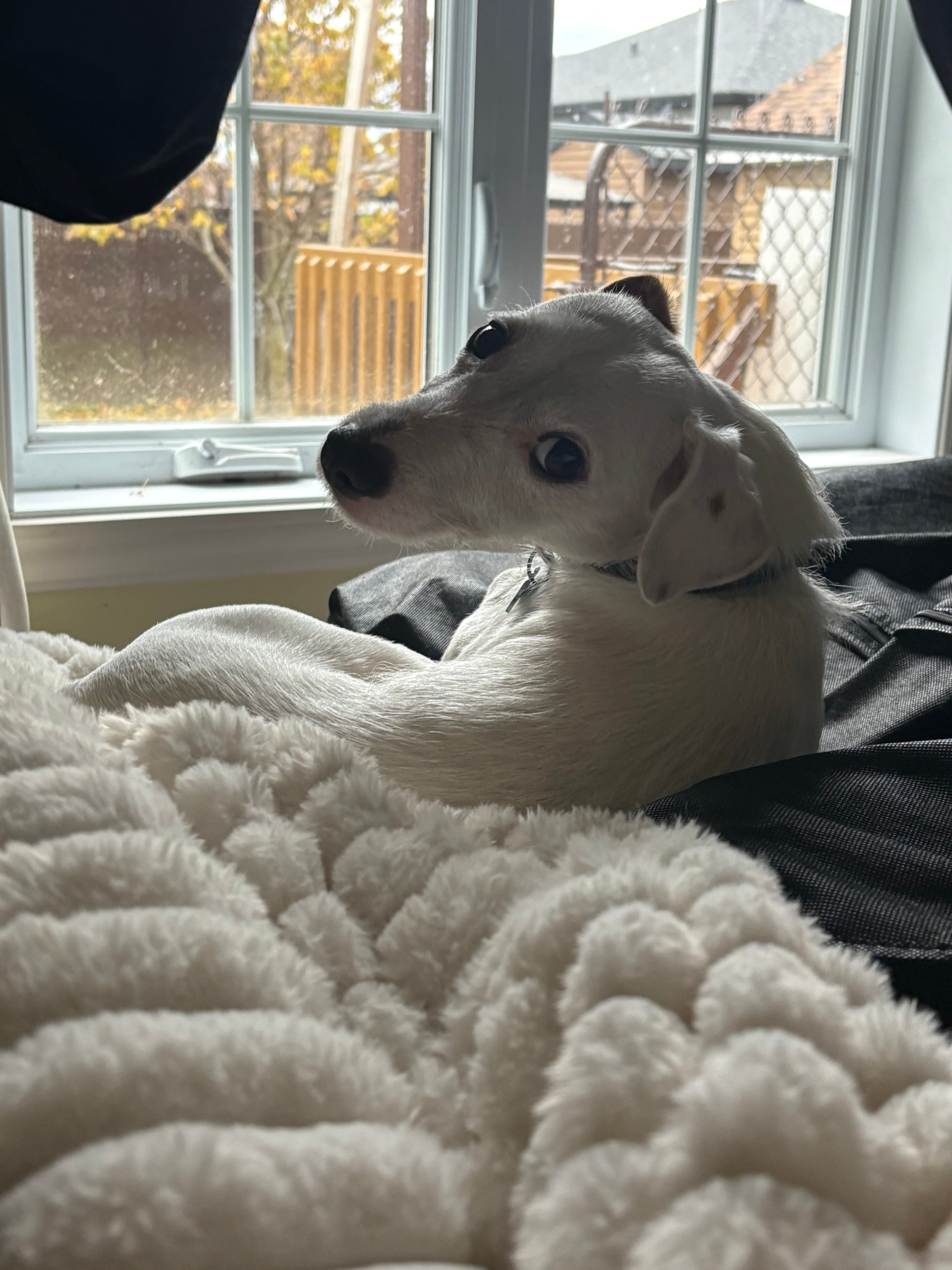 Séjour en hébergement – chiens - Image 3